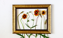 Glass Framed Pressed Fresh Flowers | Floral Home Deсor Glass Framed Pressed Fresh Flowers | Floral Home Deсor