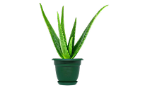 Aloe Vera | Best Plants for Indoor Air Quality Aloe Vera | Best Plants for Indoor Air Quality
