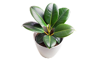 Baby Rubber Plant | Best Plants for Indoor Air Quality Baby Rubber Plant | Best Plants for Indoor Air Quality