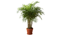 Bamboo Palm | Best Air-Purifying Indoor Plants Bamboo Palm | Best Air-Purifying Indoor Plants