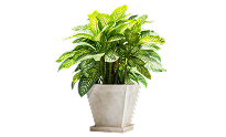Chinese Evergreen | Best Plants for Indoor Air Quality Chinese Evergreen | Best Plants for Indoor Air Quality