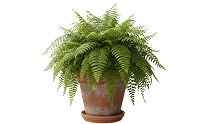 Fern | Best Air-Purifying Indoor Plants Fern | Best Air-Purifying Indoor Plants