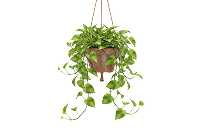 Money Plant | Best Air-Purifying Indoor Plants Money Plant | Best Air-Purifying Indoor Plants