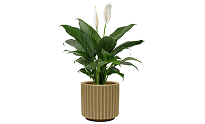 Peace Lily | Best Air-Purifying Indoor Plants Peace Lily | Best Air-Purifying Indoor Plants