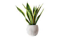 Snake Plant | Best Air-Purifying Indoor Plants Snake Plant | Best Air-Purifying Indoor Plants