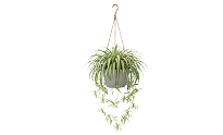 Spider Plant | Best Plants for Indoor Air Quality Spider Plant | Best Plants for Indoor Air Quality