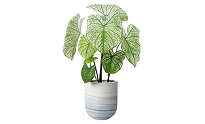 Syngonium | Best Air-Purifying Indoor Plants Syngonium | Best Air-Purifying Indoor Plants