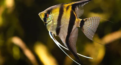 Angel Fish: Calm and Prosperous - Best Fish for Aquariums as per Vastu Angel Fish: Calm and Prosperous - Best Fish for Aquariums as per Vastu