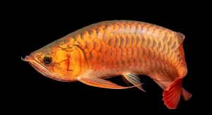 Arowana: The Prosperity Fish - Best Vastu Fish for Home