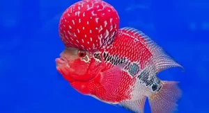 Flowerhorn Fish: The Wealth Attractor - Best Fish for Vastu