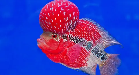 Flowerhorn Fish: The Wealth Attractor - Best Fish for Vastu Flowerhorn Fish: The Wealth Attractor - Best Fish for Vastu