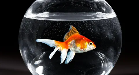 Goldfish: The Classic Choice for Wealth - Best Vastu Fish for Home class= Goldfish: The Classic Choice for Wealth - Best Vastu Fish for Home