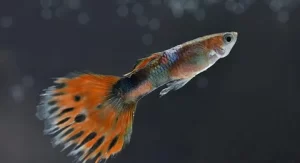 Guppy Fish: Small in Size, Big on Benefits - Best Fish for Aquariums as per Vastu