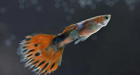 Guppy Fish: Small in Size, Big on Benefits - Best Fish for Aquariums as per Vastu Guppy Fish: Small in Size, Big on Benefits - Best Fish for Aquariums as per Vastu