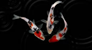 Koi Fish: Symbol of Strength and Luck - Best Fish for Aquariums as per Vastu