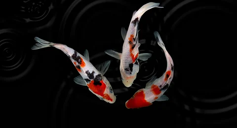 Koi Fish: Symbol of Strength and Luck - Best Fish for Aquariums as per Vastu Koi Fish: Symbol of Strength and Luck - Best Fish for Aquariums as per Vastu