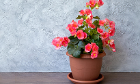 Begonia | Top Indoor Flowering Plants