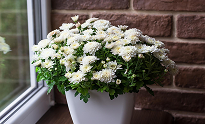 Chrysanthemums | Top Indoor Flowering Plants