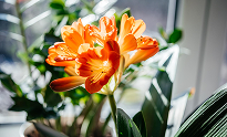 Clivia | Top Indoor Flowering Plants
