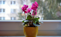 Cyclamen | Top Indoor Flowering Plants