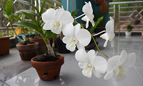 Dendrobium Orchid | Top Indoor Flowering Plants