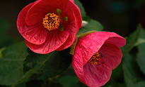 Flowering Maple | Top Indoor Flowering Plants
