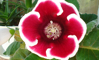 Gloxinia | Top Indoor Flowering Plants