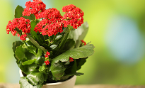 Kalanchoe | Top Indoor Flowering Plants