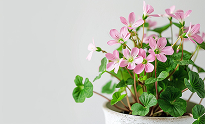 Oxalis | Top Indoor Flowering Plants