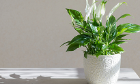 Peace Lily | Top Indoor Flowering Plants