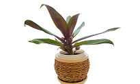Go for Sustainable Home Decoration Items | How to Make a Home Eco-friendly Go for Sustainable Home Decoration Items | How to Make a Home Eco-friendly