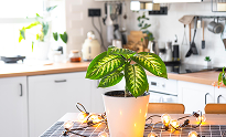 Keep the Kitchen Energetically Healthy | Vastu Tips for Homes Keep the Kitchen Energetically Healthy | Vastu Tips for Homes